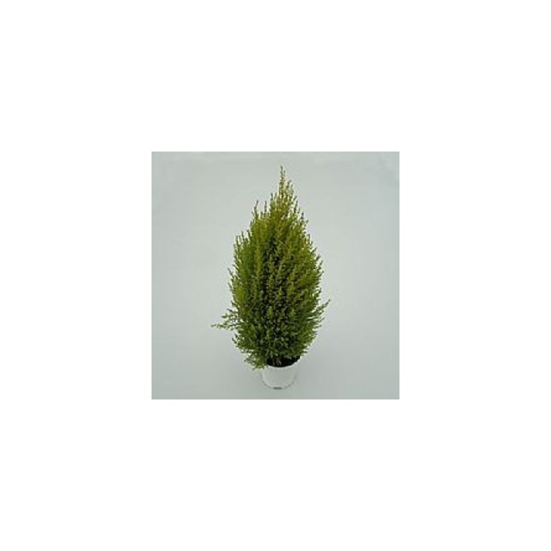 JARDINERA COPAN 80CM IMPRUNETA