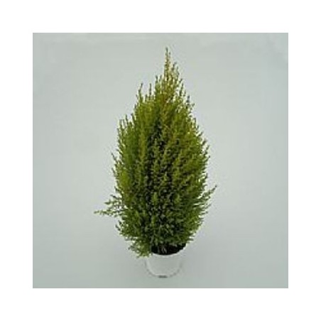 JARDINERA COPAN 80CM IMPRUNETA