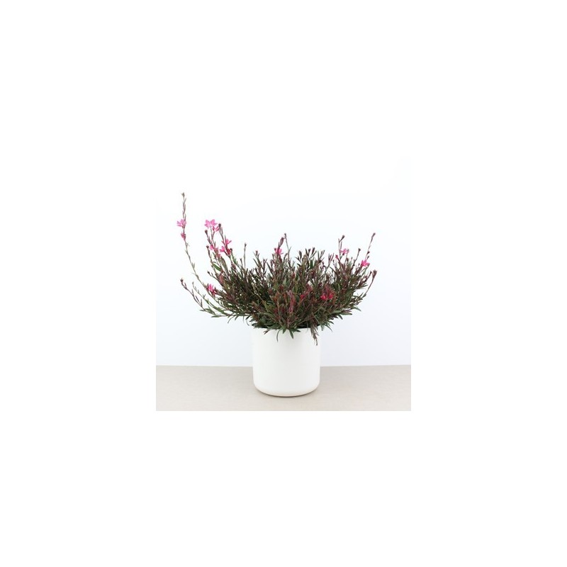 GAURA MACETA 1,6L