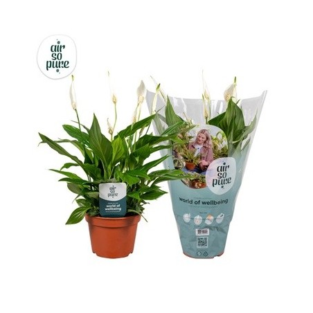 SPATIPHYLLUM CUPIDO MACETA 15CM