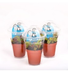 CARNIVORA DIONAEA MACETA 5,5CM