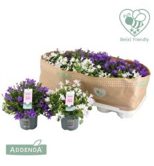 CAMPANULA ISO AZUL O BLANCA MACETA10,5CM