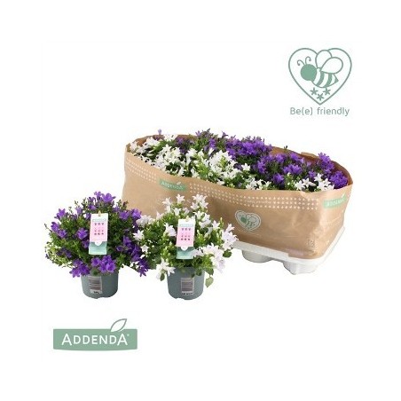 CAMPANULA ISO AZUL O BLANCA MACETA10,5CM