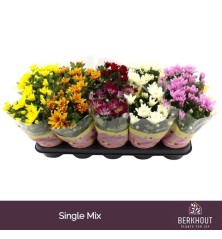 CRISANTEMO MIX MACETA 12CM