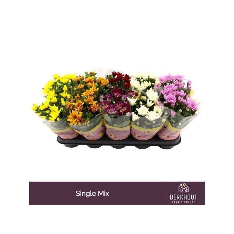 CRISANTEMO MIX MACETA 12CM