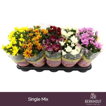 CRISANTEMO MIX MACETA 12CM