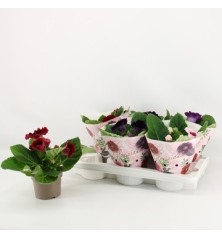 SINNINGIA GLOXINIA MACETA 12CM