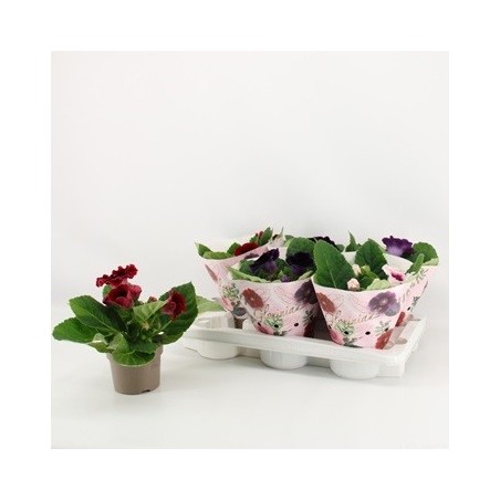 SINNINGIA GLOXINIA MACETA 12CM