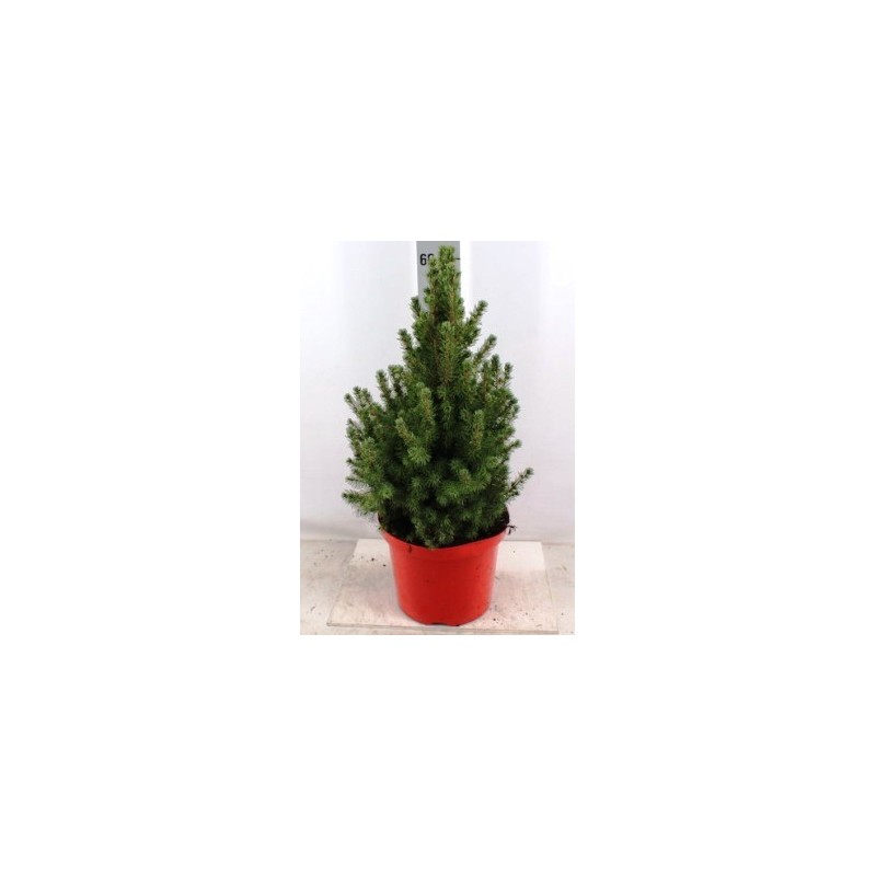 PICEA GLAUCA CONICA MACETA DE 27CM Y 70CM ALTO