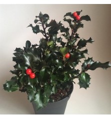 ACEBO AQUIF. ALASKA ALTO 25/35 Y MACETA 2,5L