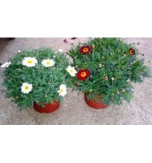 MARGARITA MACETA 17CM COLORES VARIADOS