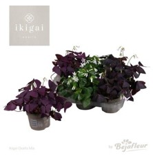 OXALIS MIJKE XL ALTO 20CM Y MACETA 25CM