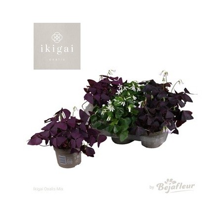 OXALIS MIJKE XL ALTO 20CM Y MACETA 25CM