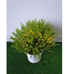 EURIOPS PECTINATUS VIRGINEUS 1,6L