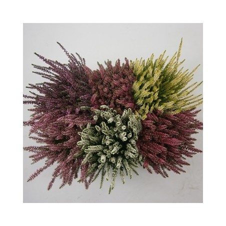 CALLUNA BEAUTY LADIES ALTURA 25CM Y MACETA 15CM