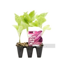 BERENJENA LISTADA CARNOSA BANDEJA 6 PLANTONES