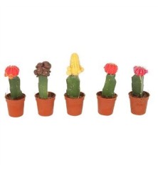 GYMNOCALYCIUM MIX MACETA 5,5