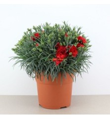 CLAVEL CARNELIA MACETA 5LT