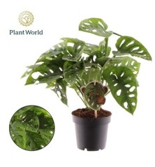 MONSTERA OBLI. MONKEY LEAF ALTO 20CM Y MACETA 12CM