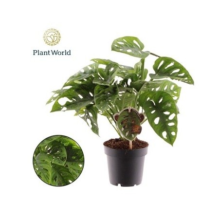 MONSTERA OBLI. MONKEY LEAF ALTO 20CM Y MACETA 12CM