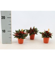 PEPEROMIA ROSSO BAMBINO MACETA 5,5CM