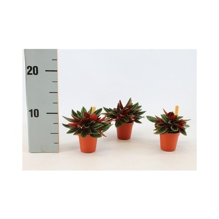 PEPEROMIA ROSSO BAMBINO MACETA 5,5CM