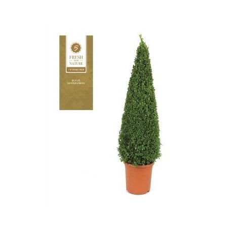 BOJ PIRAMIDAL MACETA 23CM 80/90 ALTURA