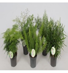 ESPARRAGUERA MEZCLA MACETA 12CM