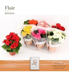 BEGONIA ELATIOR  ALTO 20CM Y MACETA 14CM