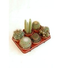 CACTUS Y CRASAS VARIADOS C13