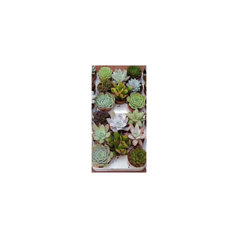 CACTUS Y CRASAS VARIADAS 8,5CM