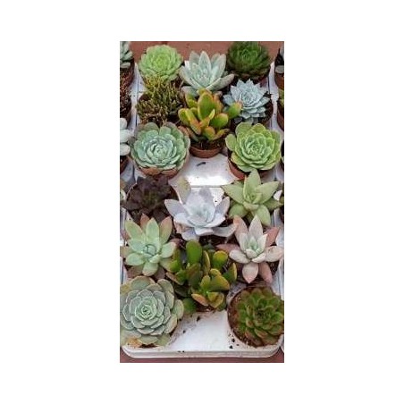 CACTUS Y CRASAS VARIADAS 8,5CM