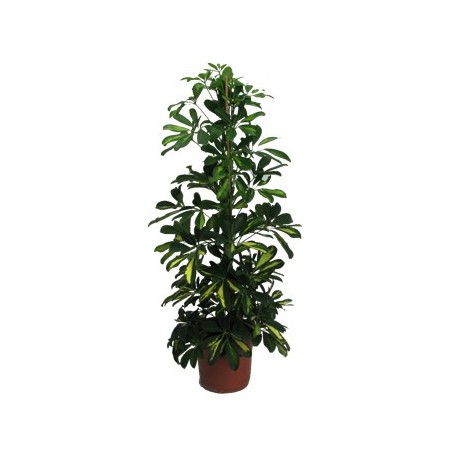 SCHEFFLERA GOLD CAPELLA ALTURA 90CM MACETA 17CM