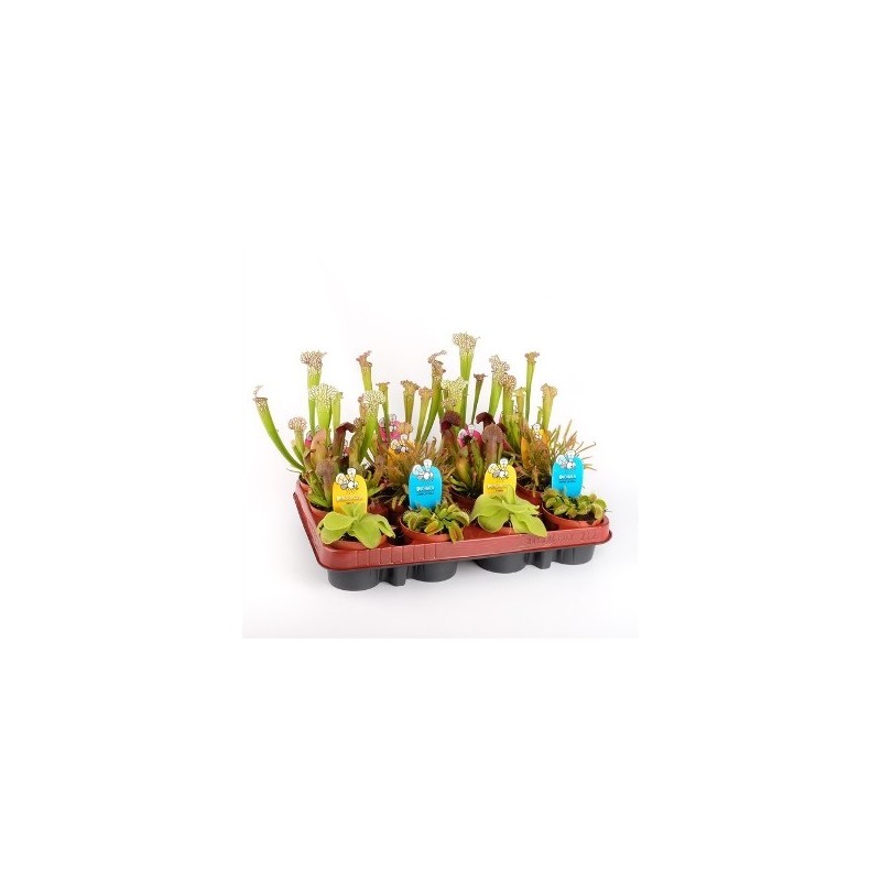 CARNIVORAS VARIADAS MACETA 9CM