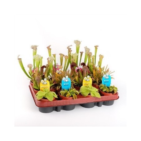 CARNIVORAS VARIADAS MACETA 9CM