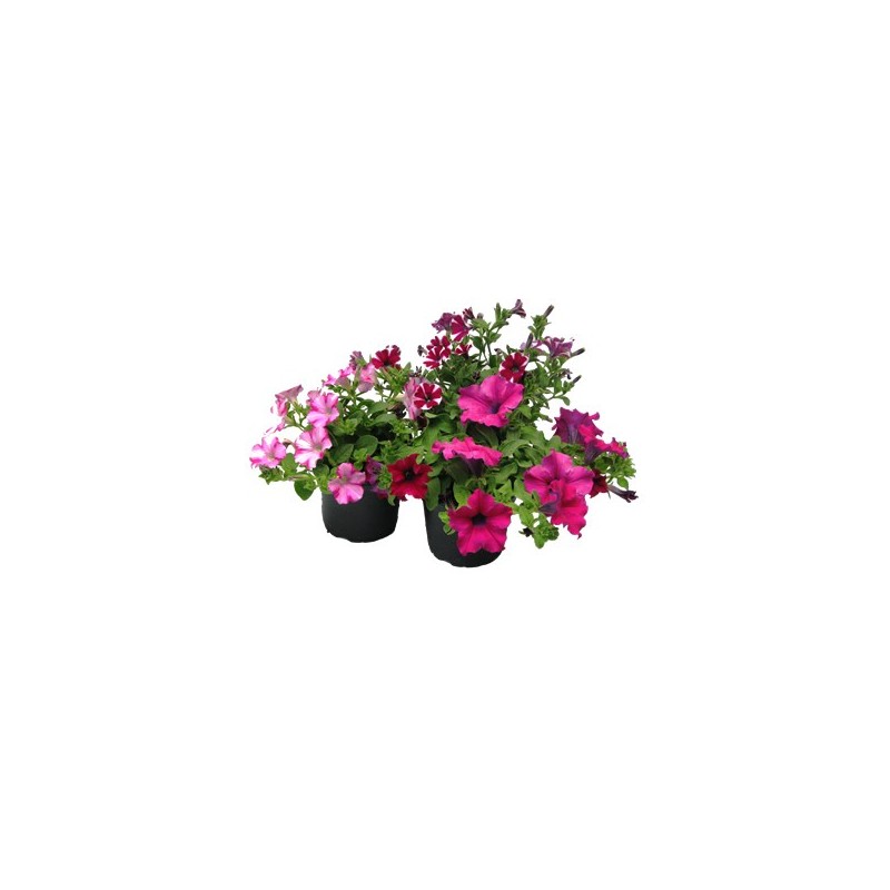PETUNIA COLGANTE MACETA 14CM