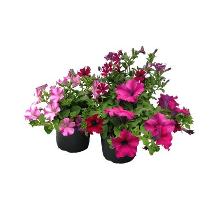 PETUNIA COLGANTE MACETA 14CM