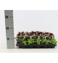 PEPEROMIA SMIT BAMBINO M5,5CM