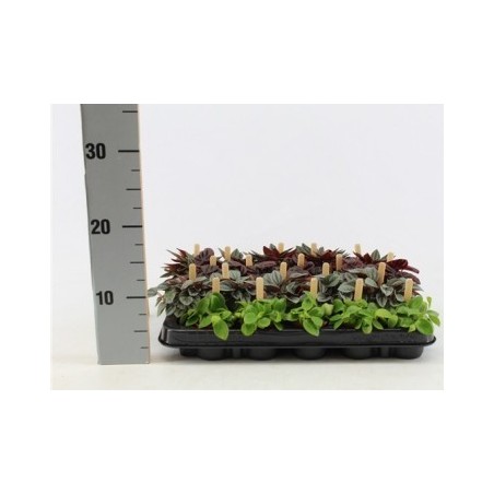 PEPEROMIA SMIT BAMBINO M5,5CM