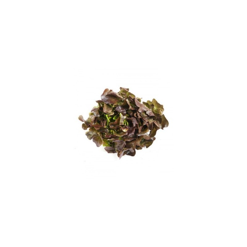 LECHUGA HOJA DE ROBLE PACK 12 PLANTONES