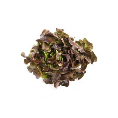 LECHUGA HOJA DE ROBLE PACK 12 PLANTONES