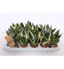 SANSEVIERA TRI. HAHNII GOLDEN MACETA 6CM