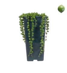 SENECIO ROWLEYANUS MACETA 14CM