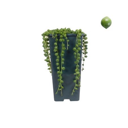 SENECIO ROWLEYANUS MACETA 14CM