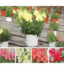 DRAGONARIA MACETA 11CM