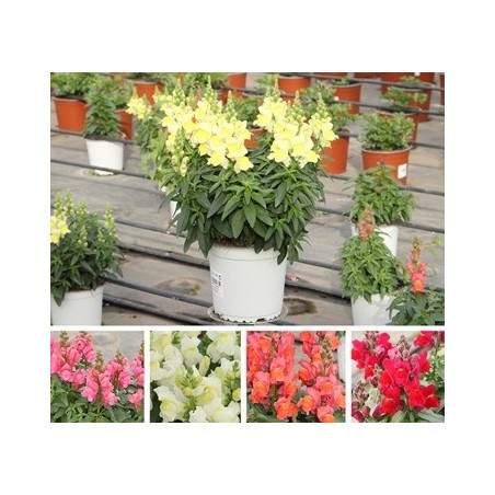 DRAGONARIA MACETA 11CM