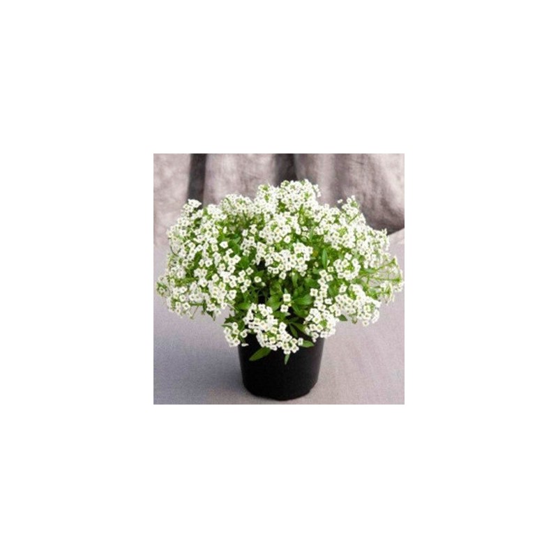 COL RIZADA PACK 12 PLANTONES