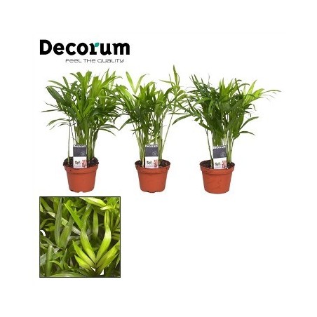 CHAMAEDOREA ELEGANS ALTO 25CM Y MACETA 9CM