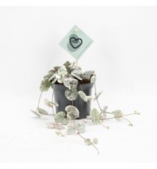 CEROPEGIA VARIEGADA COLGANTE MACETA 8,5CM