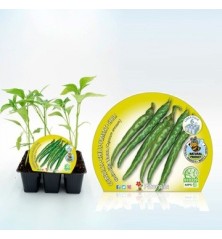 GUINDILLA VASCA PRODUCTO NATURAL PACK 6 PLANTONES